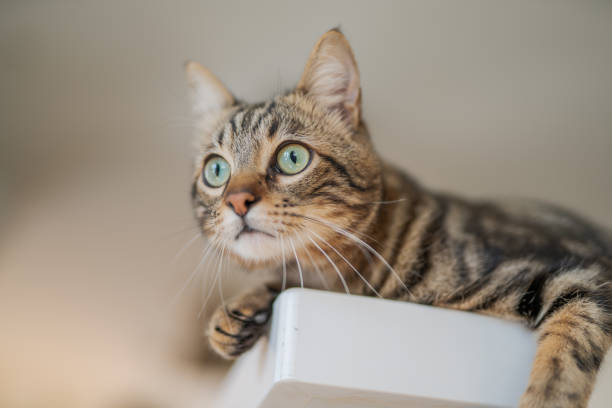 istock Beautiful short hair cat at home 1167515599