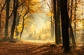 Path through a misty forest during a beautiful foggy autumn day