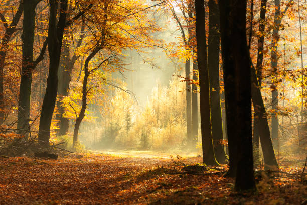 Path through a misty forest during a beautiful foggy autumn day Path through a misty forest during a beautiful foggy autumn day. The forest ground of the Speulder and Sprielderbos in the Veluwe nature reserve is covered with brown fallen leaves and the path is disappearing in the distance. The fog is giving the forest a desolate atmosphere. early fall stock pictures, royalty-free photos & images