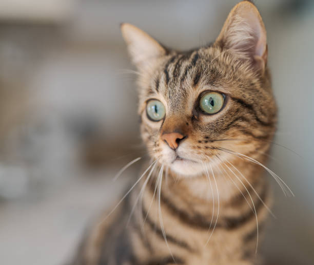 istock Beautiful short hair cat at home 1167515663