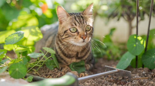 istock Beautiful short hair cat at home 1167515673