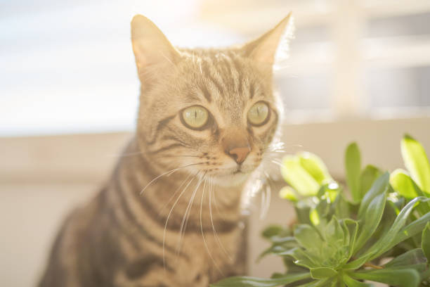 istock Beautiful short hair cat at home 1167515682