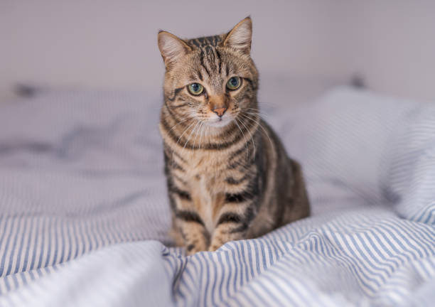 istock Beautiful short hair cat at home 1167515698