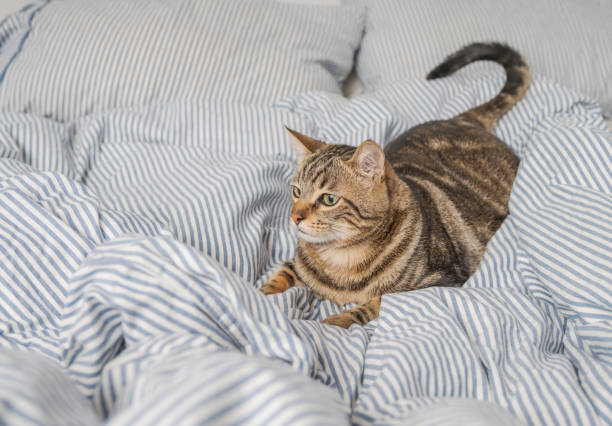 istock Beautiful short hair cat at home 1167515722
