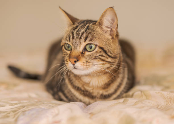 istock Beautiful short hair cat at home 1167515754