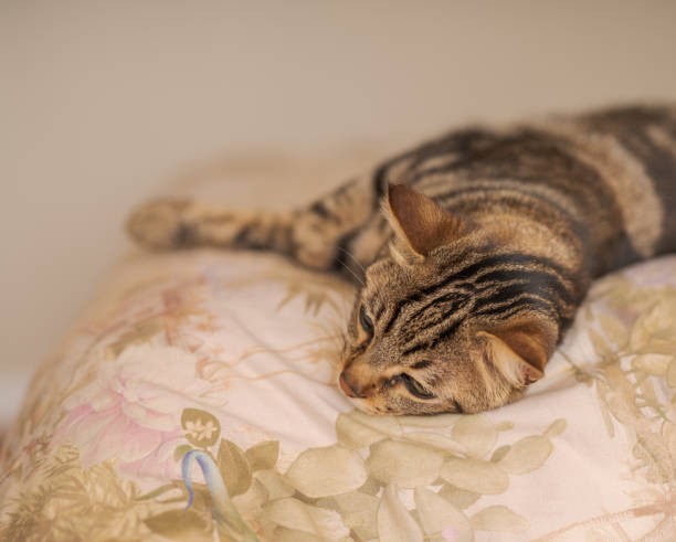 istock Beautiful short hair cat at home 1167515756
