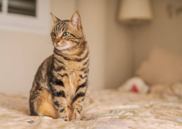 istock Beautiful short hair cat at home 1167515757