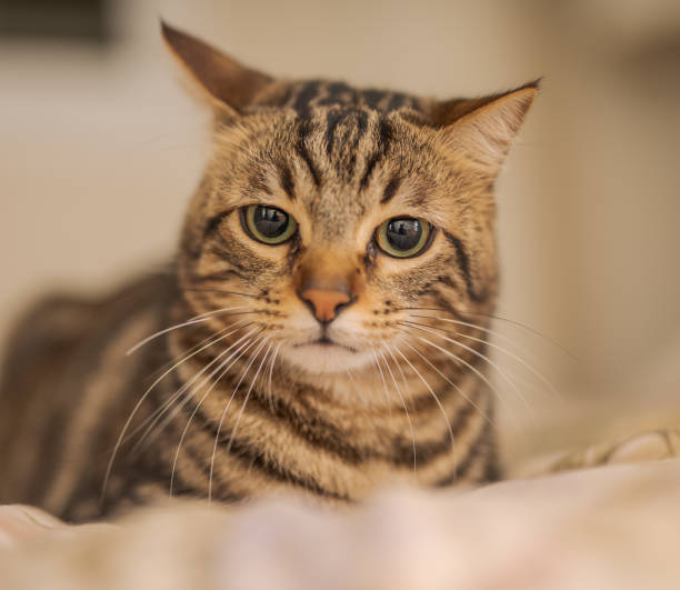 istock Beautiful short hair cat at home 1167515794