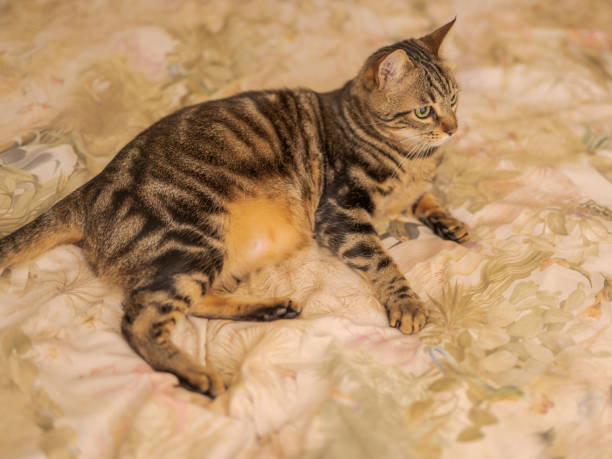 istock Beautiful short hair cat at home 1167515825