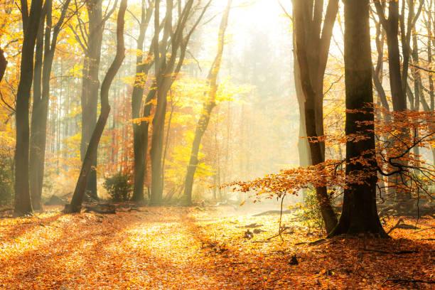 istock Path through a misty forest during a beautiful foggy autumn day 1167515829