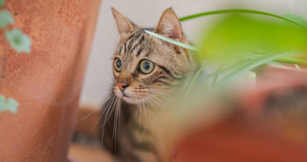 istock Beautiful short hair cat at home 1167515928