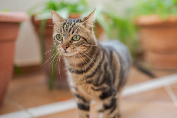 istock Beautiful short hair cat at home 1167515935