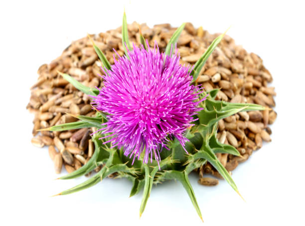 istock Seeds of Milk thistle flowers (Silybum marianum, Scotch Thistle, Marian thistle ). 1167515941