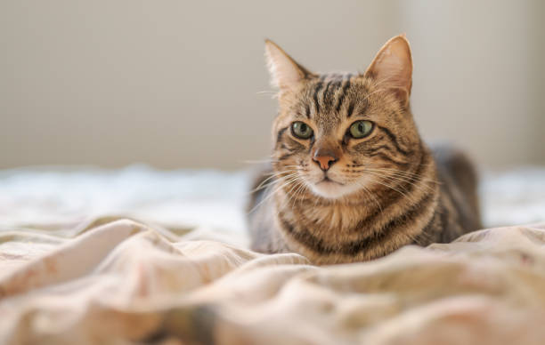 istock Beautiful short hair cat at home 1167515992