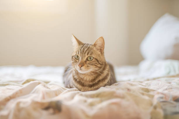 istock Beautiful short hair cat at home 1167515994