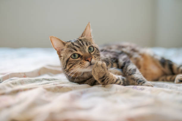 istock Beautiful short hair cat at home 1167516002