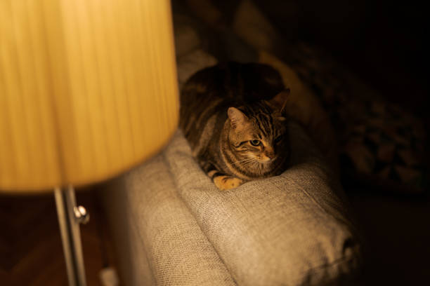 istock Beautiful short hair cat at home 1167516036