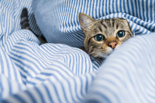 Beautiful short hair cat lying on the bed at home