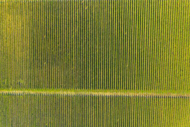 Aerial view of a vineyard plantation in late afternoon lights in Europe. Drone shot