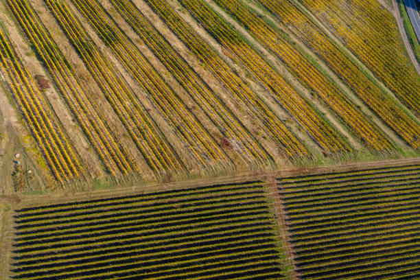 istock Vineyard drone shot, aerial view from above 1167516115
