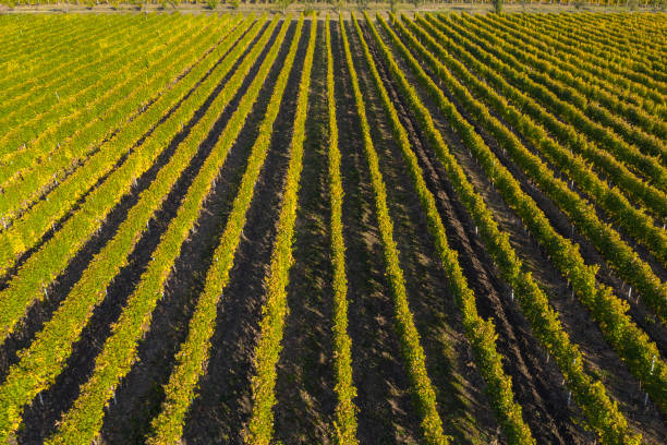 istock Top drone view of a vineyard at autumn 1167516116