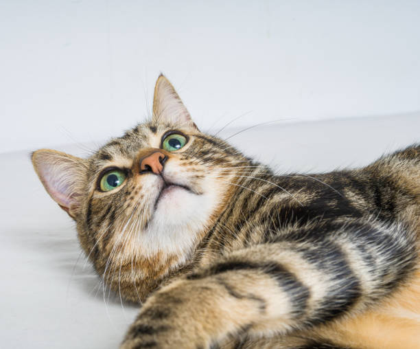 istock Beautiful short hair cat at home 1167516181