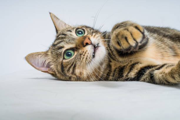 istock Beautiful short hair cat at home 1167516184
