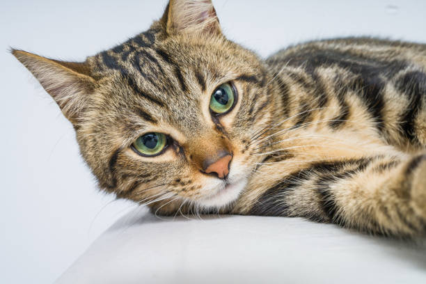istock Beautiful short hair cat at home 1167516185