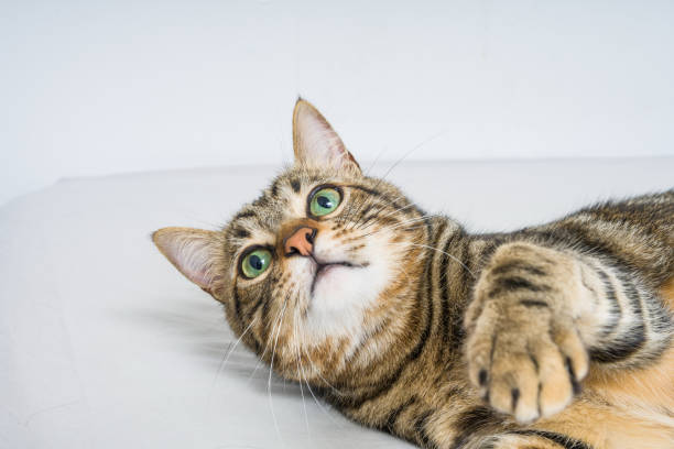 istock Beautiful short hair cat at home 1167516190