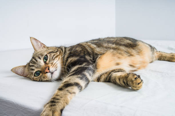 istock Beautiful short hair cat at home 1167516203