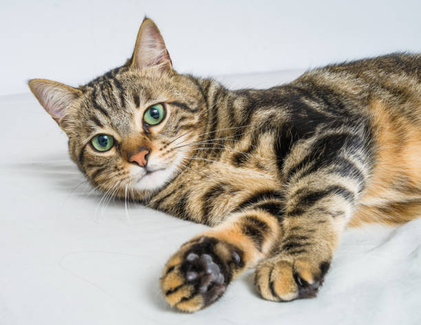 istock Beautiful short hair cat at home 1167516204
