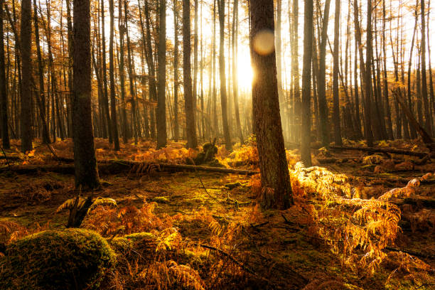 istock Misty forest during a beautiful foggy autumn day 1167516238