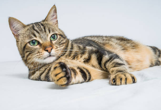 istock Beautiful short hair cat at home 1167516243