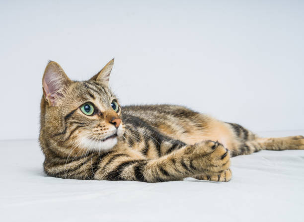 istock Beautiful short hair cat at home 1167516321