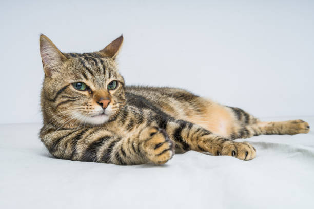 istock Beautiful short hair cat at home 1167516326
