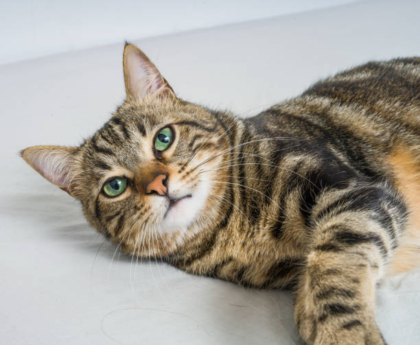 istock Beautiful short hair cat at home 1167516328