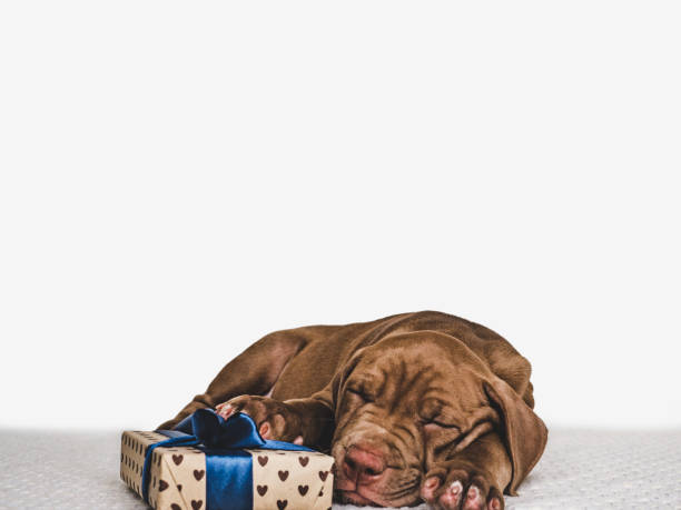 istock Young, charming puppy and a festive box 1167516861