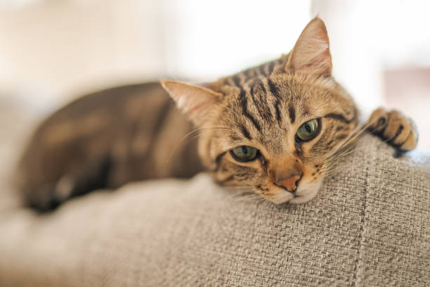 istock Beautiful short hair cat at home 1167516882