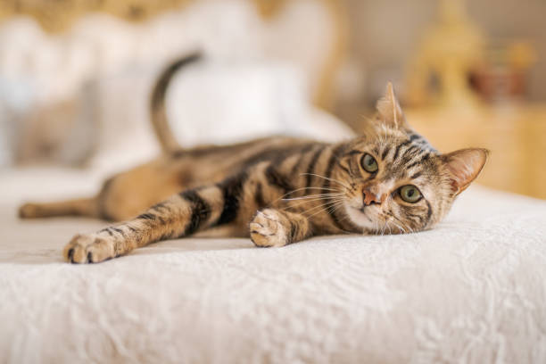 istock Beautiful short hair cat at home 1167516887