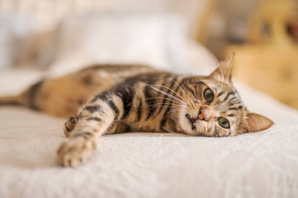 istock Beautiful short hair cat at home 1167516889