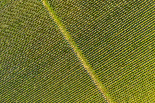 Rows in a vineyard, natural pattern above from a drone. Aerial view