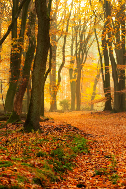 istock Path through a misty forest during a beautiful foggy autumn day 1167516935