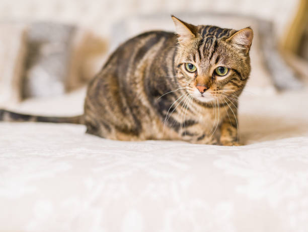 istock Beautiful short hair cat at home 1167516943