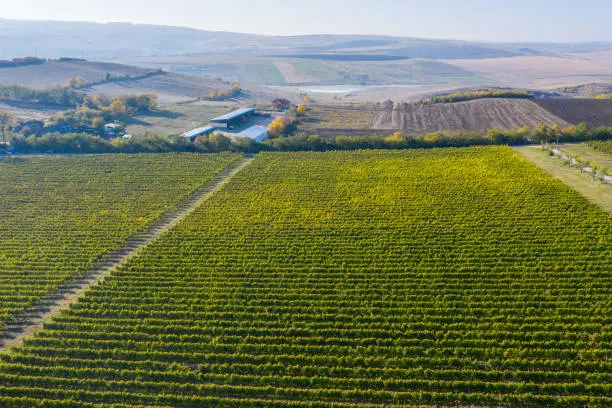 Rows in a vineyard, natural pattern above from a drone. Aerial view