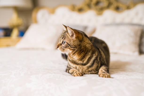 istock Beautiful short hair cat at home 1167516986