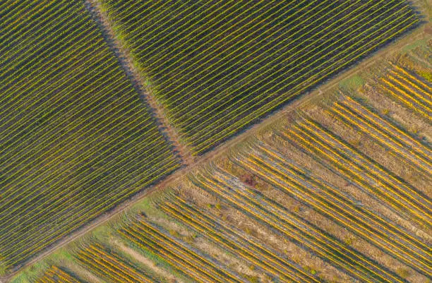 Rows in a vineyard, natural pattern above from a drone. Aerial view