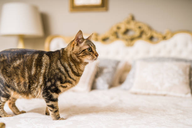 istock Beautiful short hair cat at home 1167517031