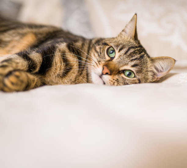 istock Beautiful short hair cat at home 1167517038