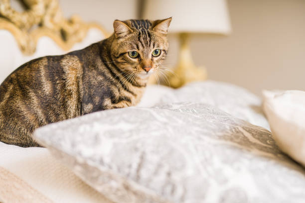 istock Beautiful short hair cat at home 1167517047
