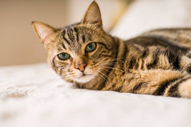 istock Beautiful short hair cat at home 1167517048